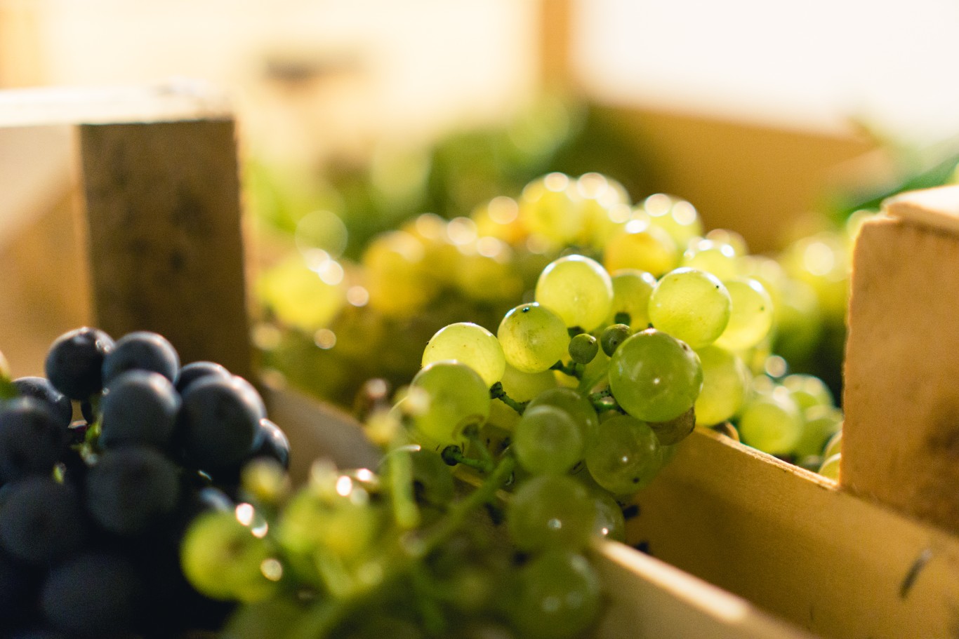 Corso Degustazione Vino Padova6