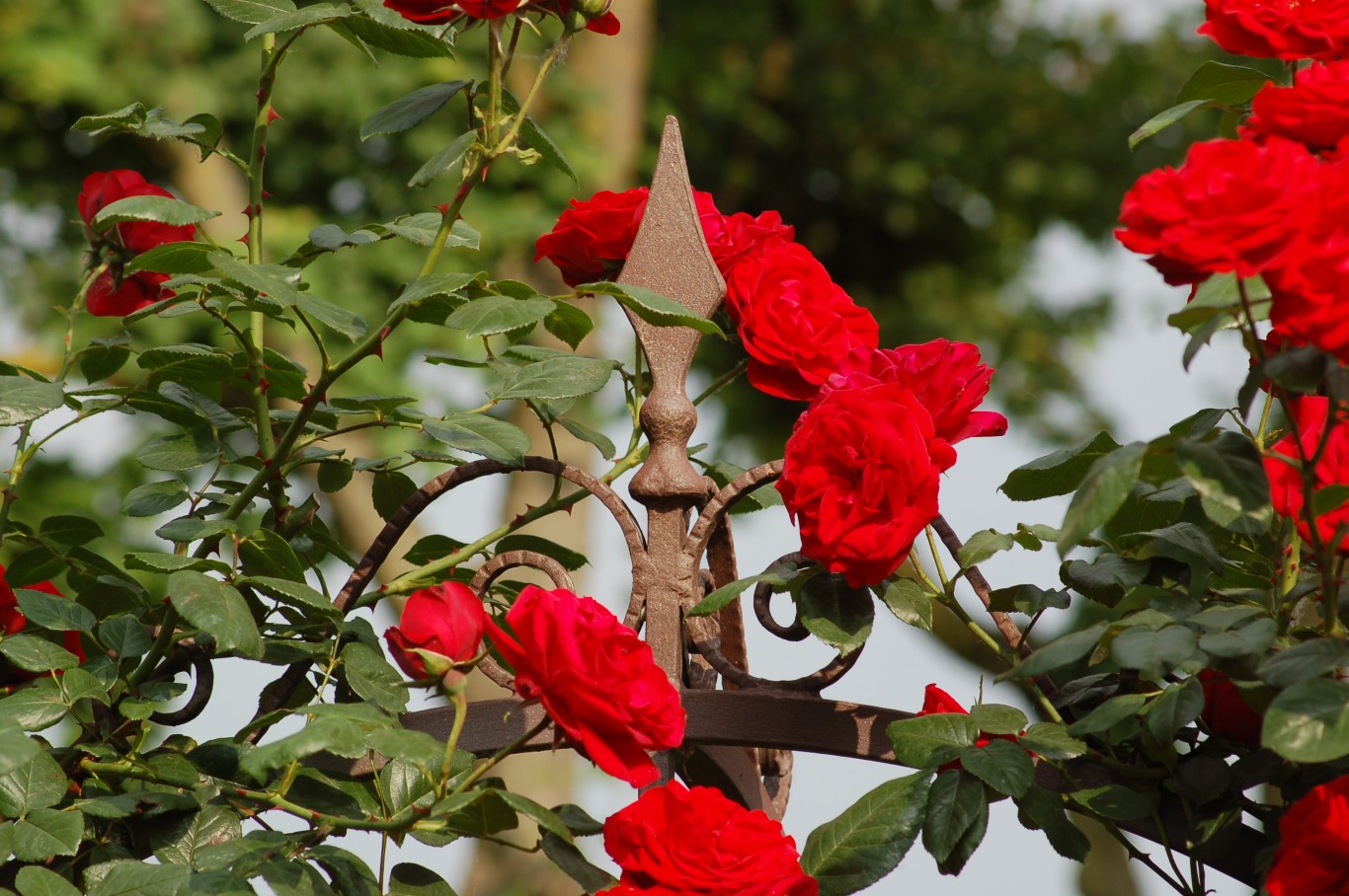 Sposarsi Tra I Fiori3