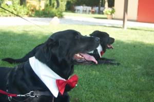 Casa Tormene Location Dog Friendly2