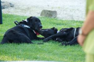 Casa Tormene Location Dog Friendly3
