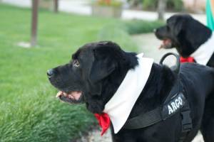 Casa Tormene Location Dog Friendly4