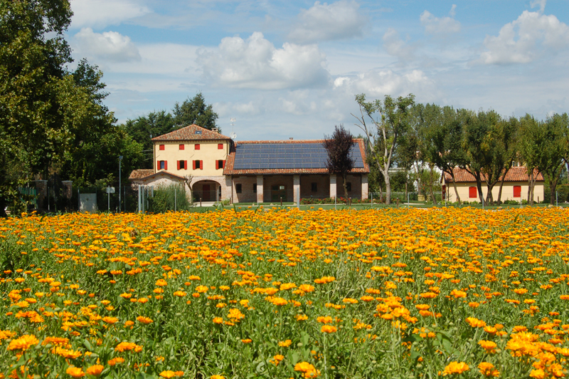 Calendula a Casa Tormene