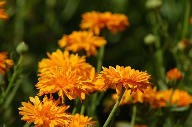 calendula agristile