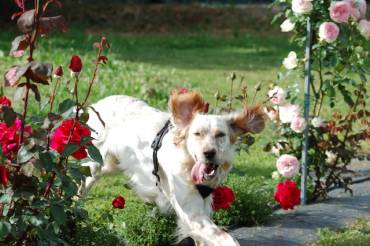 Grappa presenta: il cane e la villa