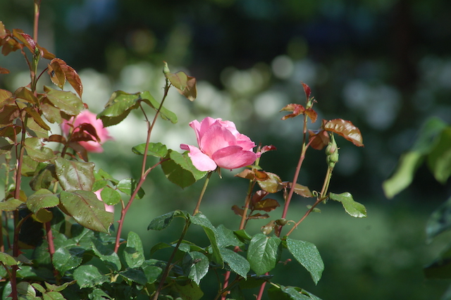Rose A Padova Casa Tormene 0425