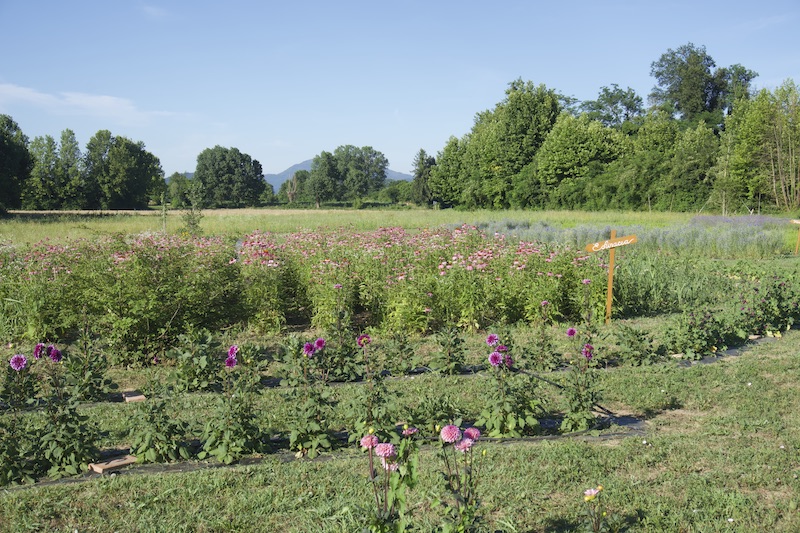 Copia Di Parco Dei Fiori Di Casa Tormene01512