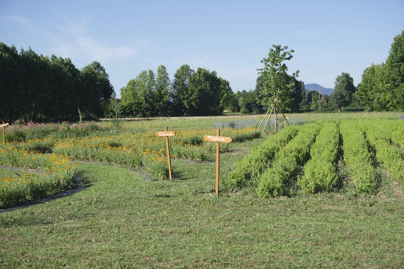 Copia Di Parco Dei Fiori Di Casa Tormene01590