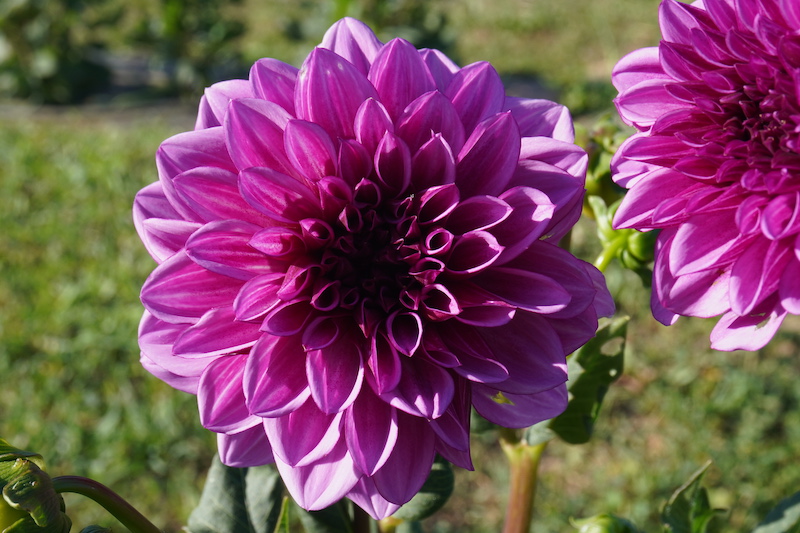 Parco Dei Fiori Di Casa Tormene01514