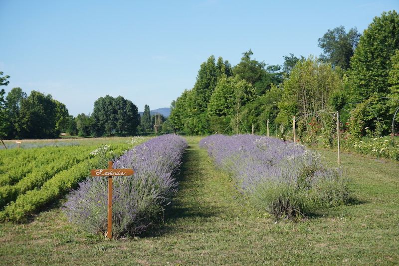 Parco Dei Fiori Di Casa Tormene01589