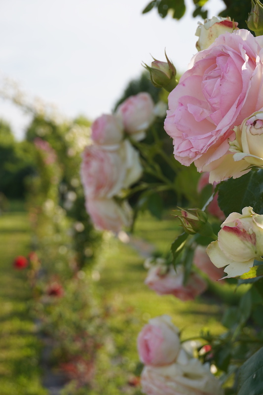 Rose Di Casa Tormene
